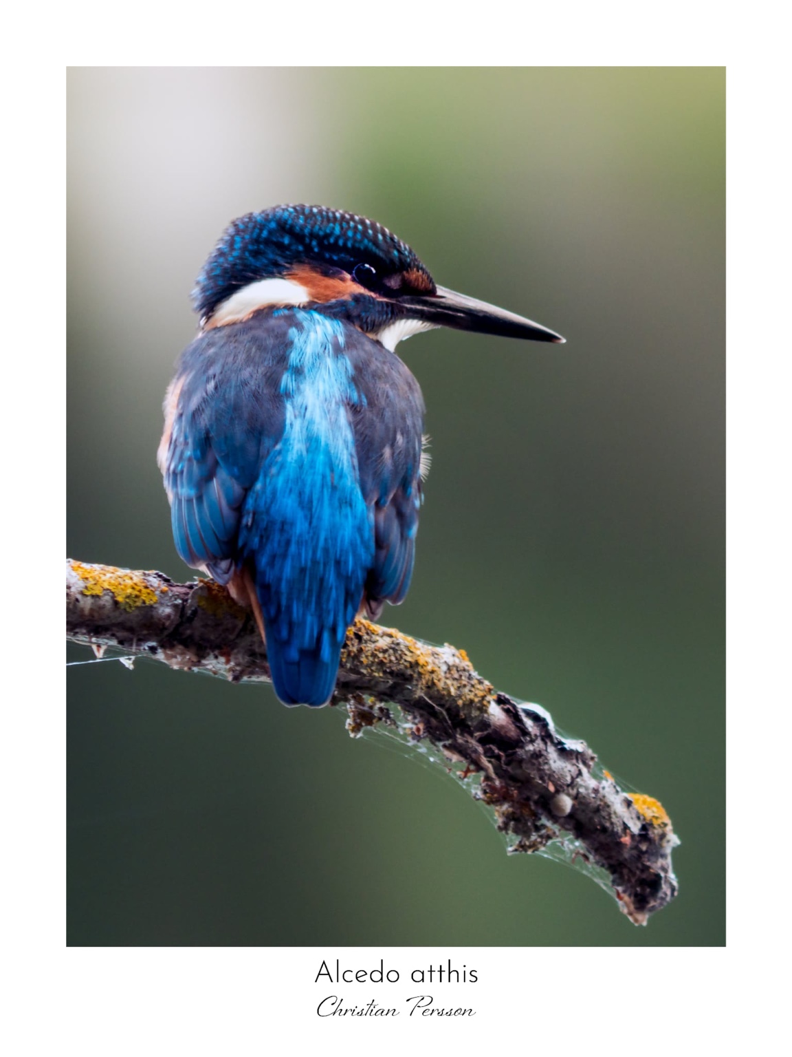 Kungsfiskare med blå fjäderdräkt på en gren. Alcedo atthis. Christian Persson.